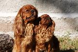 CAVALIER KING CHARLES & KING CHARLES 037